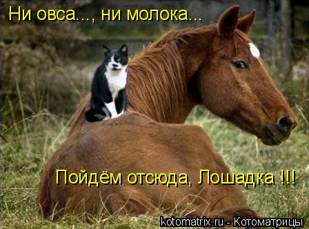 Котоматрица: Ни овса..., ни молока... Пойдём отсюда, Лошадка !!!