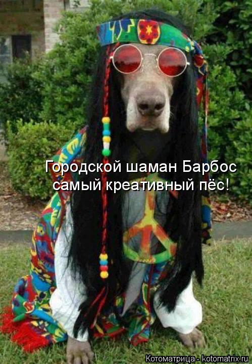 Котоматрица: Городской шаман Барбос самый креативный пёс!