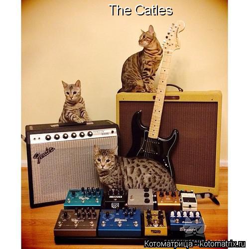 Котоматрица: The Catles