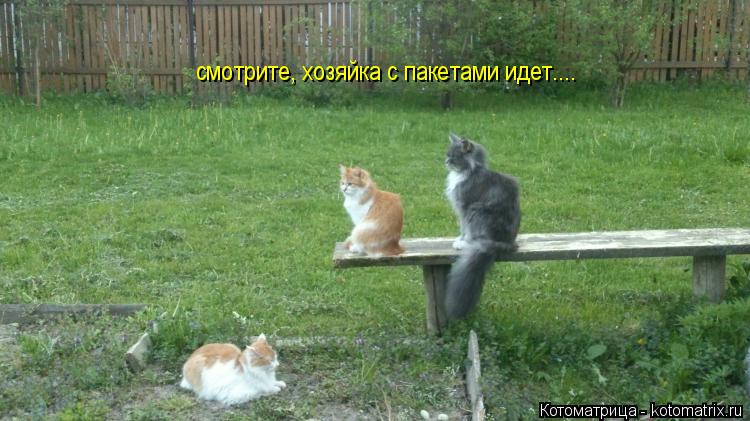 Котоматрица: смотрите, хозяйка с пакетами идет....
