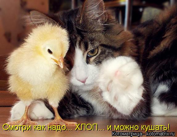 Котоматрица: Смотри как надо... ХЛОП... и можно кушать!