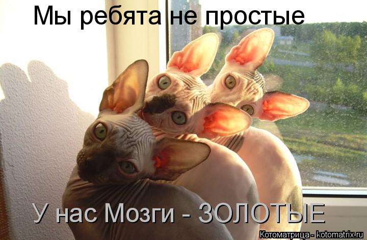 Котоматрица: Мы ребята не простые У нас Мозги - ЗОЛОТЫЕ