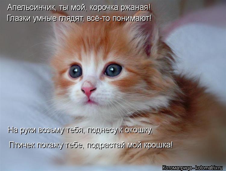 Котоматрица: Апельсинчик, ты мой, корочка ржаная!  Глазки умные глядят, всё-то понимают! На руки возьму тебя, поднесу к окошку, Птичек покажу тебе, подраст