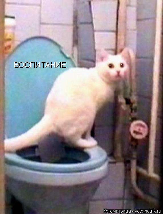 Котоматрица: ВОСПИТАНИЕ