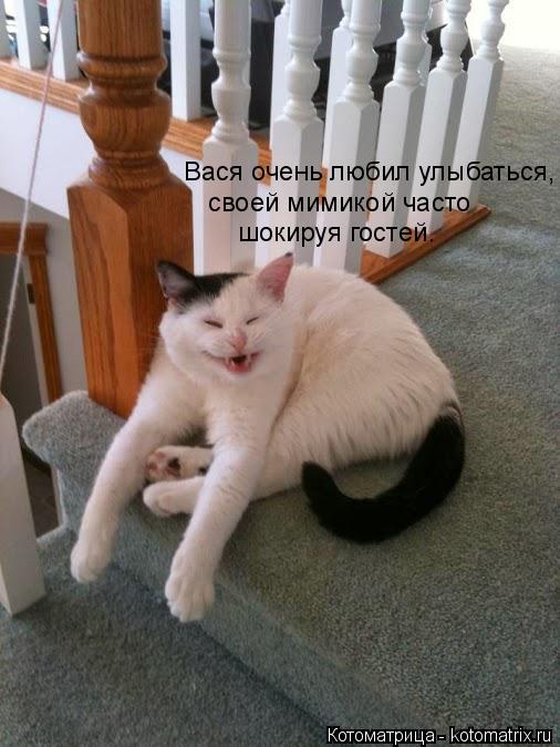 Котоматрица: Вася очень любил улыбаться, своей мимикой часто шокируя гостей.