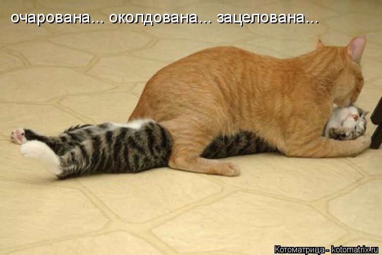Котоматрица: очарована... околдована... зацелована...