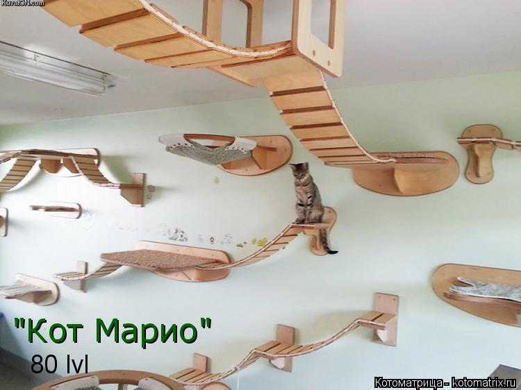 Котоматрица: "Кот Марио" 80 lvl