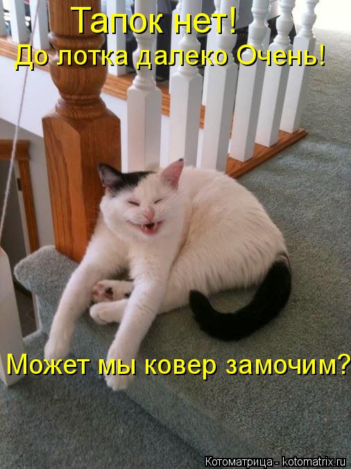 Котоматрица: Тапок нет! До лотка далеко Очень! Может мы ковер замочим?