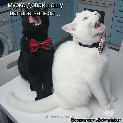 Котоматрица: мурка довай нашу  валера валера,,,