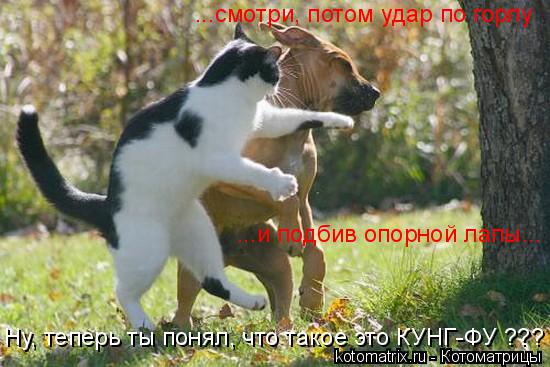 Котоматрица: ...смотри, потом удар по горлу ...и подбив опорной лапы... Ну, теперь ты понял, что такое это КУНГ-ФУ ???