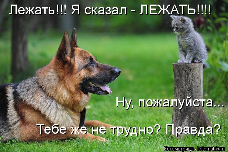 Котоматрица: Лежать!!! Я сказал - ЛЕЖАТЬ!!!! Ну, пожалуйста... Тебе же не трудно? Правда?