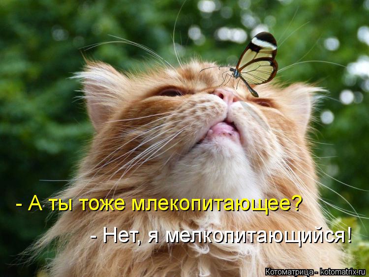 Котоматрица: - Нет, я мелкопитающийся! - А ты тоже млекопитающее?