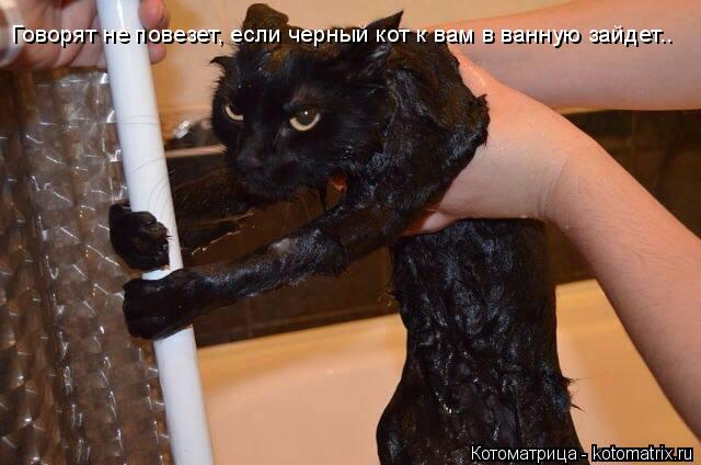 Котоматрица: Говорят не повезет, если черный кот к вам в ванную зайдет..