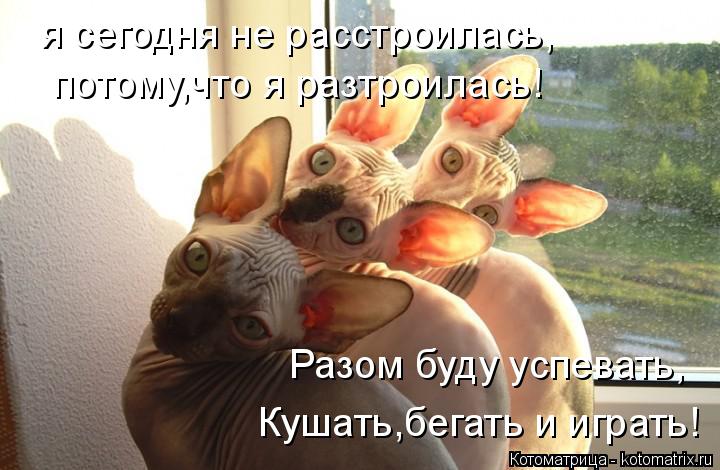 Котоматрица: я сегодня не расстроилась, потому,что я разтроилась! Разом буду успевать, Кушать,бегать и играть!