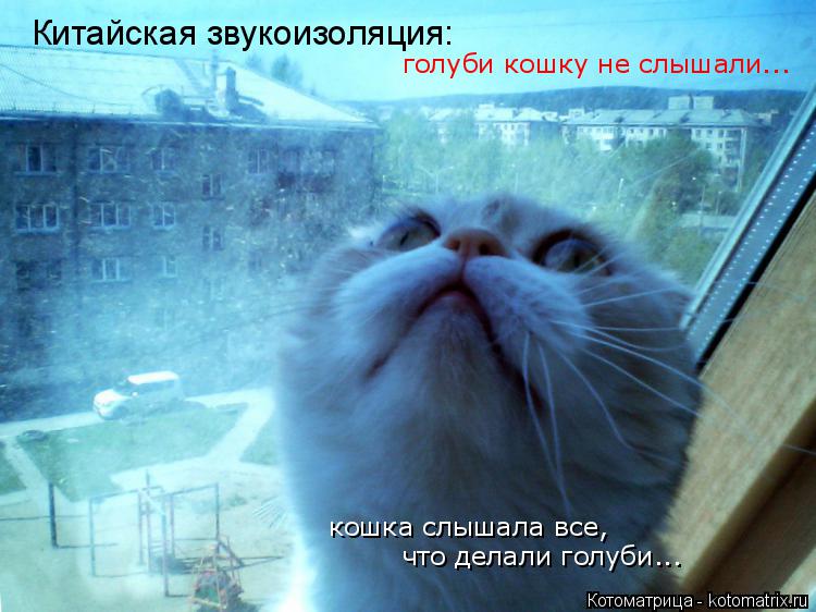 Котоматрица: Китайская звукоизоляция: голуби кошку не слышали... кошка слышала все, что делали голуби...