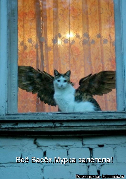 Котоматрица: Всё Васёк,Мурка залетела!