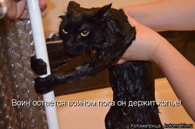 Котоматрица: Воин остаётся воином пока он держит копьё!