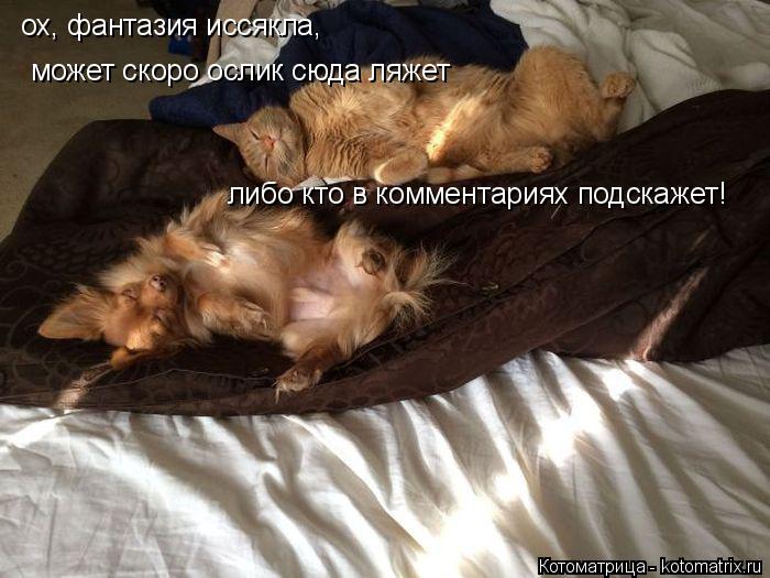 ох, фантазия иссякла, может скоро ослик сюда ляжет либо кто в комментариях подскажет!... Котоматрица: ох, фантазия иссякла, может скоро ослик сюда ляжет либо кто в комментариях подскажет!