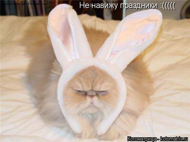 Котоматрица: Не навижу праздники :(((((