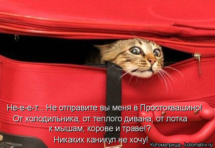 Котоматрица: От холодильника, от теплого дивана, от лотка Никаких каникул не хочу! к мышам, корове и траве!? Не-е-е-т... Не отправите вы меня в Простоквашино!