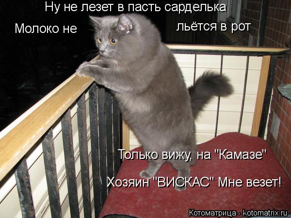 Котоматрица: Ну не лезет в пасть сарделька Молоко не льётся в рот Только вижу, на "Камазе" Хозяин "ВИСКАС" Мне везет!