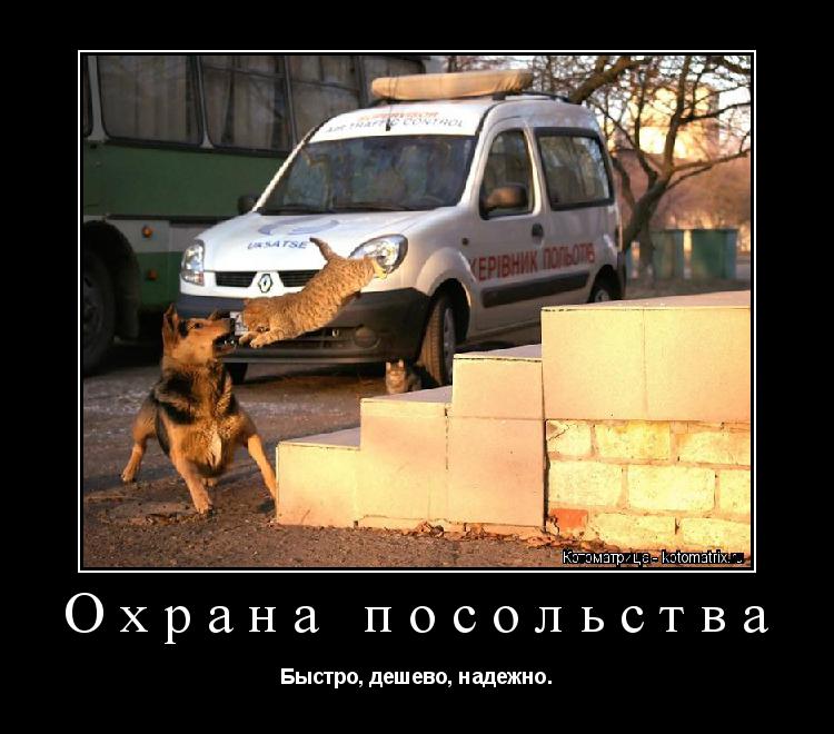 Котоматрица: Охрана посольства  Быстро, дешево, надежно.