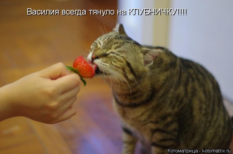 Котоматрица: Василия всегда тянуло на КЛУБНИЧКУ!!!!