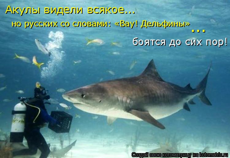Котоматрица: но русских со словами: «Вау! Дельфины»  боятся до сих пор!  Акулы видели всякое... ...