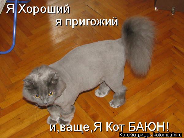 Котоматрица: Я Хороший я пригожий и,ваще,Я Кот БАЮН!