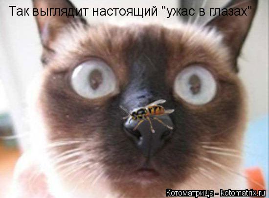 Котоматрица: Так выглядит настоящий "ужас в глазах"