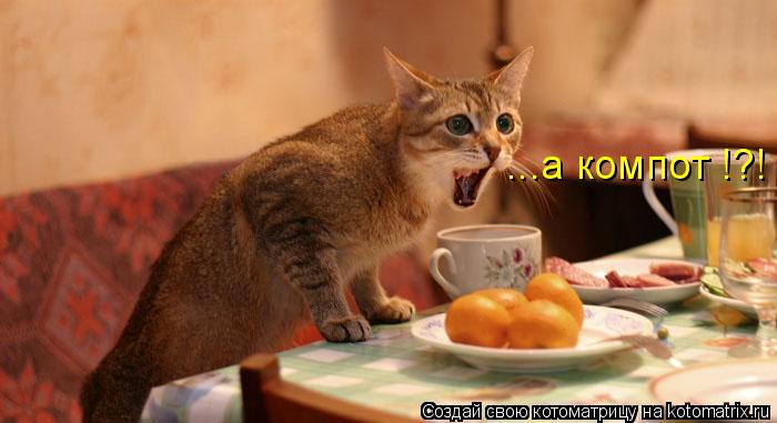 ...а компот !?!... Котоматрица: ...а компот !?!