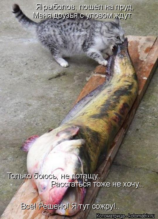 Котоматрица: Я рыболов, пошёл на пруд, Меня друзья с уловом ждут. Только боюсь, не дотащу... Расстаться тоже не хочу... Всё! Решено! Я тут сожру!..