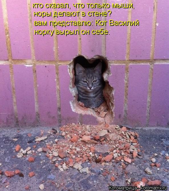 кто сказал, что только мыши, норы делают в стене? вам представлю: Кот Василий норку вырыл он себе.... Котоматрица: кто сказал, что только мыши, норы делают в стене? вам представлю: Кот Василий норку вырыл он себе.