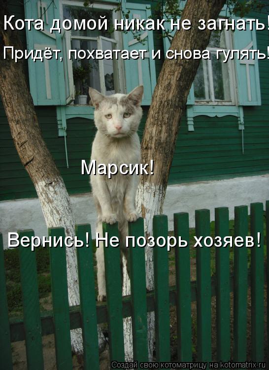 Котоматрица: Кота домой никак не загнать!  Придёт, похватает и снова гулять! Марсик! Вернись! Не позорь хозяев!