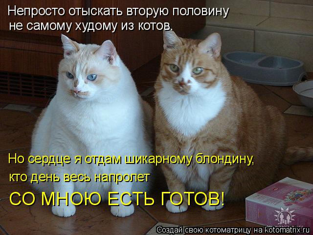 не самому худому из котов. Непросто отыскать вторую половину Но сердце я отдам шикарному блондину, к... Котоматрица: не самому худому из котов. Непросто отыскать вторую половину Но сердце я отдам шикарному блондину, кто день весь напролет СО МНОЮ ЕСТЬ ГОТ