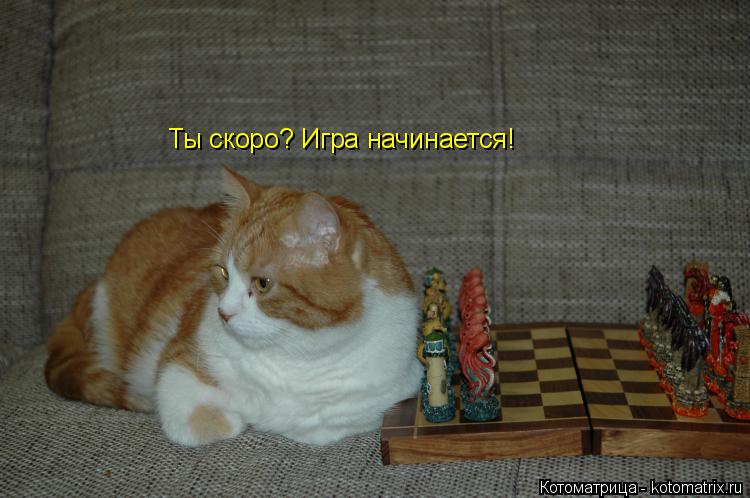 Ты скоро? Игра начинается!... Котоматрица: Ты скоро? Игра начинается!