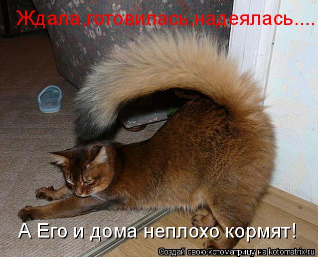 Котоматрица: Ждала,готовилась,надеялась.... А Его и дома неплохо кормят!