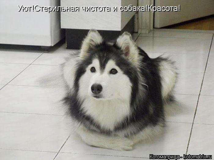 Котоматрица: Уют!Стерильная чистота и собака!Красота!