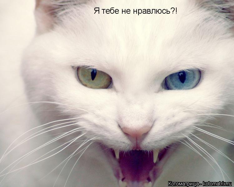 Я тебе не нравлюсь?!... Котоматрица: Я тебе не нравлюсь?!