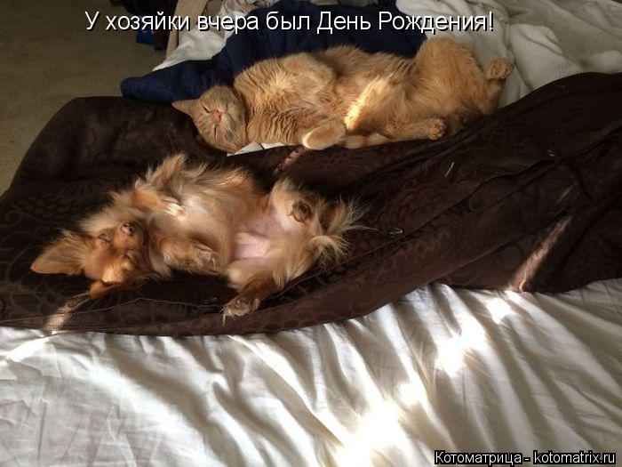 Котоматрица: У хозяйки вчера был День Рождения!