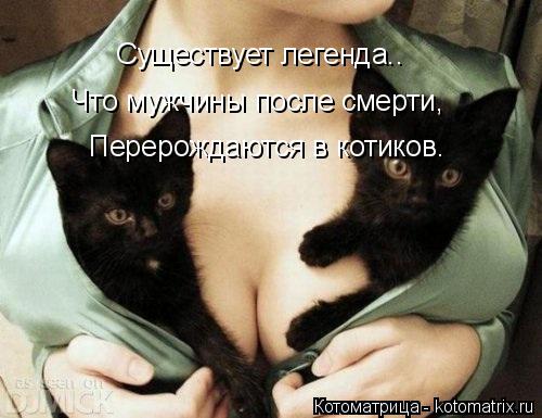 Котоматрица: Существует легенда.. Что мужчины после смерти, Перерождаются в котиков.