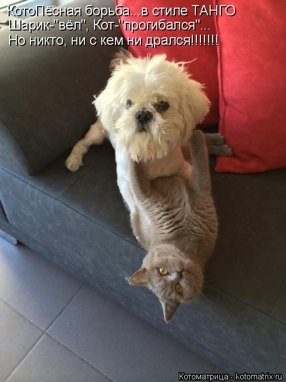 Котоматрица: КотоПёсная борьба...в стиле ТАНГО Шарик-"вёл", Кот-"прогибался"... Но никто, ни с кем ни дрался!!!!!!!