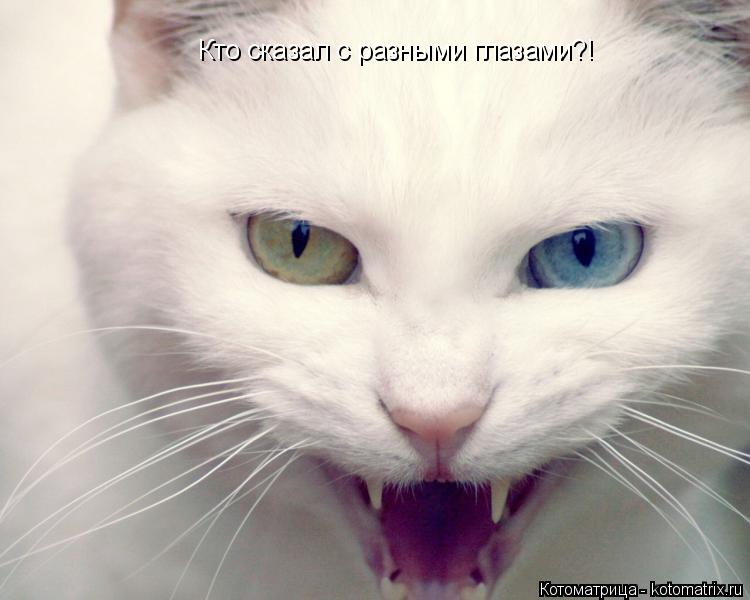 Котоматрица: Кто сказал с разными глазами?!