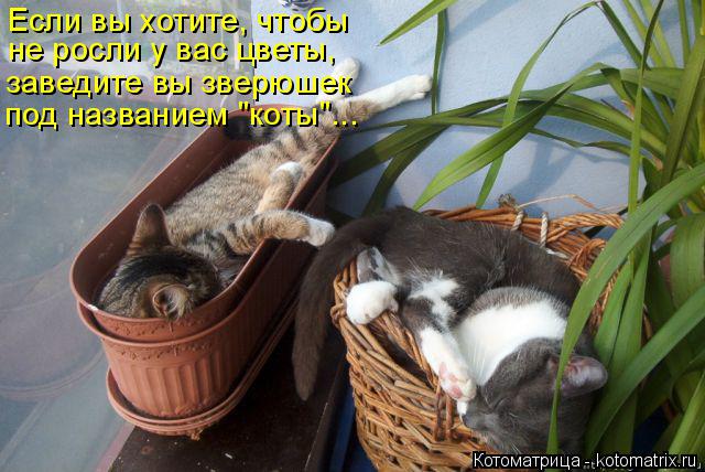 Котоматрица: Если вы хотите, чтобы не росли у вас цветы, заведите вы зверюшек под названием "коты"...