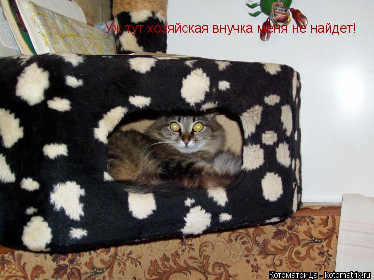 Уж тут хозяйская внучка меня не найдет!... Котоматрица: Уж тут хозяйская внучка меня не найдет!