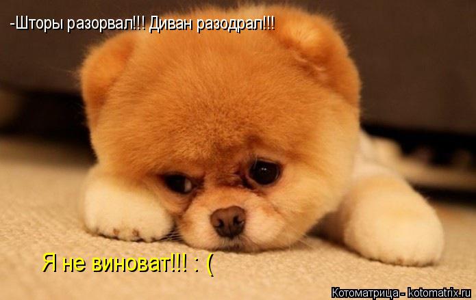 -Шторы разорвал!!! Диван разодрал!!! Я не виноват!!! : (... Котоматрица: -Шторы разорвал!!! Диван разодрал!!! Я не виноват!!! : (