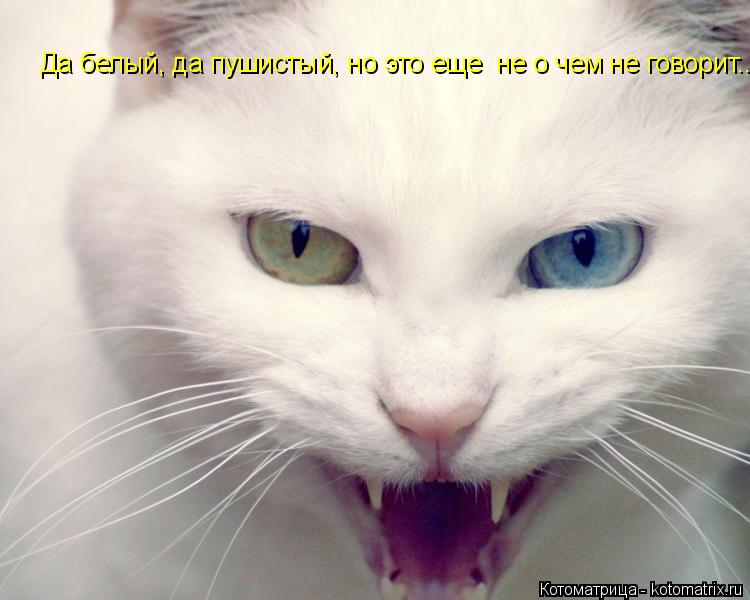 Котоматрица: Да белый, да пушистый, но это еще  не о чем не говорит...