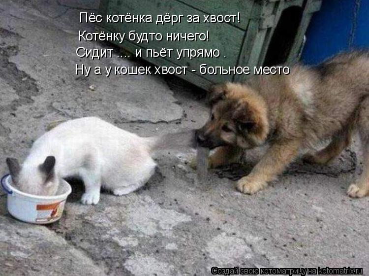 Пёс котёнка дёрг за хвост! Котёнку будто ничего! Сидит .... и пьёт упрямо . Ну а у кошек хвост - боль... Котоматрица: Пёс котёнка дёрг за хвост! Котёнку будто ничего! Сидит .... и пьёт упрямо . Ну а у кошек хвост - больное место