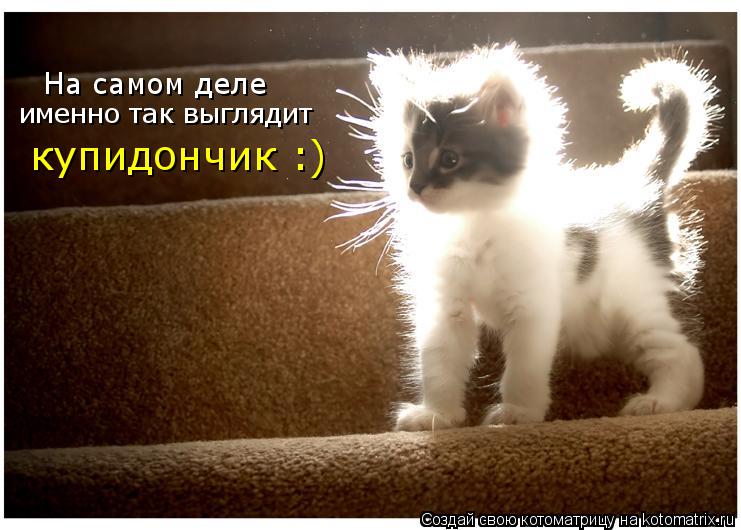 Котоматрица: На самом деле  именно так выглядит  купидончик :)