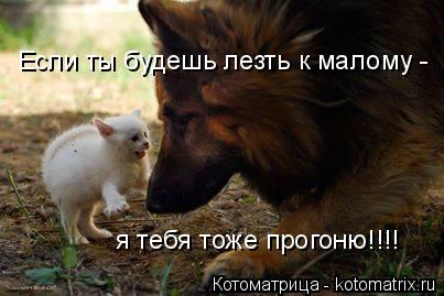 Котоматрица: я тебя тоже прогоню!!!! Если ты будешь лезть к малому -